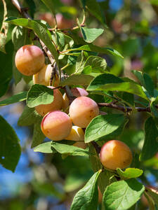 Obstbaum - Mirabelle de Nancy