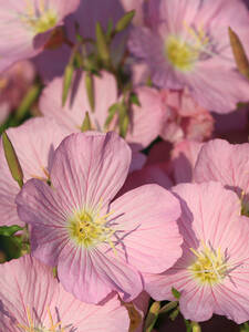 Steingartenpflanzen - Missouri-Nachtkerze Siskiyou Pink: (Bildbeschreibung ist in Arbeit)