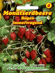 Samen - Monatserdbeere Rgen: (Bildbeschreibung ist in Arbeit)