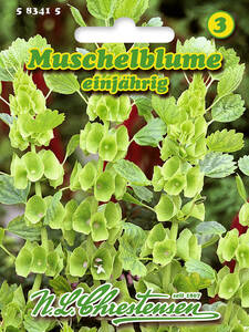 Samen - Muschelblume: (Bildbeschreibung ist in Arbeit)