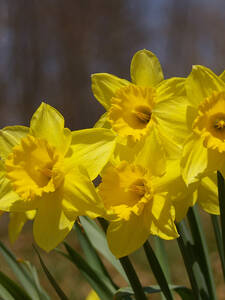 Narzisse Trumpet Yellow: (Bildbeschreibung ist in Arbeit)