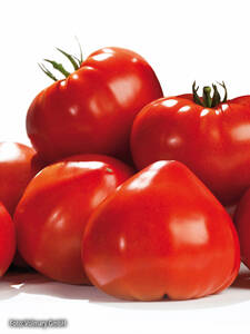 Tomaten-Jungpflanzen - Ochsenherz-Tomate Gourmandia, F1 (veredelt): (Bildbeschreibung ist in Arbeit)