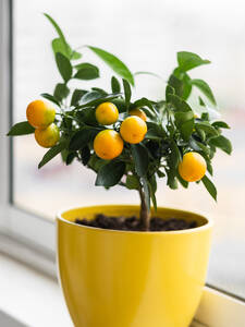 Kübelpflanze - Orangenbäumchen