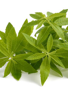 Dekoratives Vorschaubild des Artikels "Orangenverbene" (Bildbeschreibung ist in Arbeit)