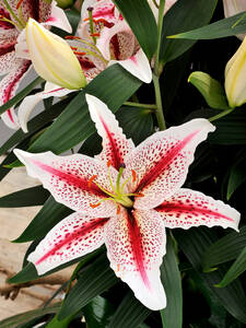 Blumenzwiebeln - Orientalische Lilie Dizzy
