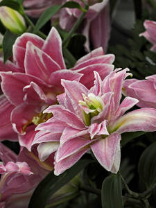 Blumenzwiebeln - Orientalische Lilie Lotus Wonder