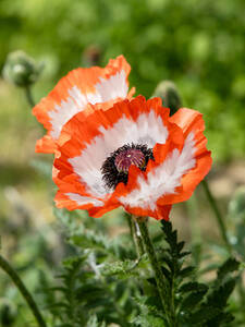 Orientalischer Mohn Picotee: Zwei leuchtende Mohnblumen mit weien Bltenblttern und orange-roten Rndern. Die schwarze Mitte mit dunklen Staubblttern bildet einen starken Kontrast. Die zarten, gewellten Bltenbltter stehen vor grnem, gefiedertem Laub auf behaarten Stngeln.