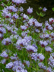 Orientalischer Waldmeister Blue