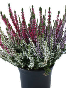 Trio-Knospenheide Gardengirls® Trio-Knospenheide Gardengirls®