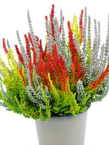 Winterharte Knospenheide Gardengirls® Sunset Line Trio (1 Stück) Winterharte Knospenheide Gardengirls® Sunset Line Trio (1 Stück)