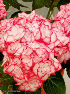 Garten-Hortensie Miss Saori® Garten-Hortensie Miss Saori®