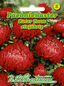 Samen - Paeonienaster Roter Turm: (Bildbeschreibung ist in Arbeit)