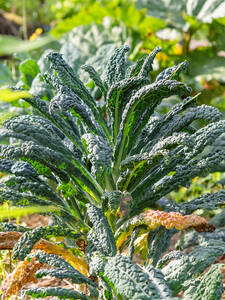 Palmkohl Nero di Toscana