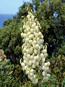 Palmlilie - Winterhart  Top-Qualitt | Gartenversandhaus.de