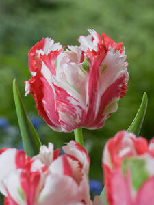 Dekoratives Vorschaubild des Artikels "Papagei-Tulpe Estella Rijnveld" (Bildbeschreibung ist in Arbeit)