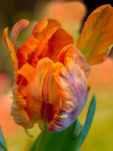 Papageien-Tulpe Amazing Parrot: (Bildbeschreibung ist in Arbeit)