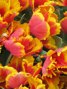 Blumenzwiebeln - Papageien-Tulpe Dee Jay Parrot