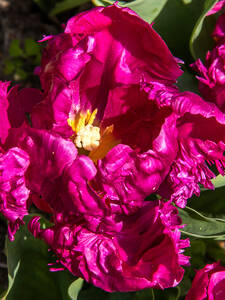 Blumenzwiebeln - Papageien-Tulpe Parrot Prince