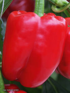 Paprika Beluga Red, F1 (Bontempi) (veredelt): (Bildbeschreibung ist in Arbeit)