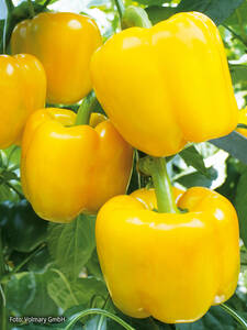 Paprika Beluga Yellow, F1, (WLS8231), unveredelt