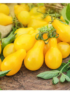 Gemsepflanzen - Partytomate Yellow Pearshaped