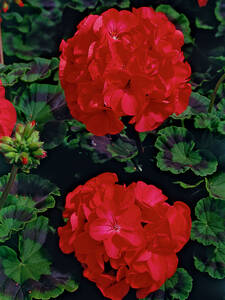 Pelargonie Americana Deep Red: (Bildbeschreibung ist in Arbeit)