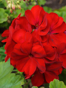 Pelargonie Bernd: (Bildbeschreibung ist in Arbeit)