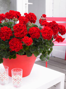 Dekoratives Vorschaubild des Artikels "Pelargonie Bernd" (Bildbeschreibung ist in Arbeit)