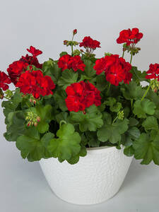 Dekoratives Vorschaubild des Artikels "Pelargonie Calliope� M Dark Red" (Bildbeschreibung ist in Arbeit)