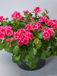 Dekoratives Vorschaubild des Artikels "Pelargonie Calliope� M Rose Splash" (Bildbeschreibung ist in Arbeit)