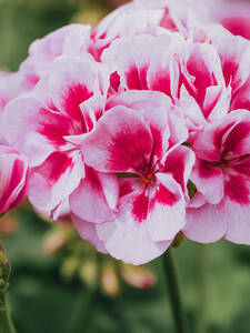 Pflanzen - Pelargonie Dolce Vita Linus Pink Eye: (Bildbeschreibung ist in Arbeit)