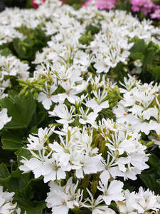 Dekoratives Vorschaubild des Artikels "Pelargonie Exotica Starry White" (Bildbeschreibung ist in Arbeit)