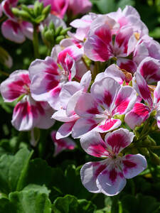 Pelargonie Flower Fairy White Splash: (Bildbeschreibung ist in Arbeit)