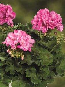 Pelargonie Grandeur Classic Peppermint Rose: (Bildbeschreibung ist in Arbeit)