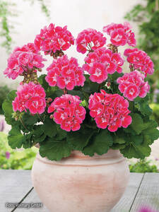 Dekoratives Vorschaubild des Artikels "Pelargonie Grandeur Dark Raspberry" (Bildbeschreibung ist in Arbeit)