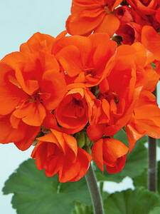 Balkonpflanzen - Pelargonie Guido15: (Bildbeschreibung ist in Arbeit)