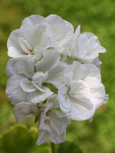 Pelargonie Isabelle: (Bildbeschreibung ist in Arbeit)