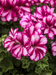 Pelargonie Nixe: (Bildbeschreibung ist in Arbeit)