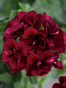Pelargonie Royal Night' 12: (Bildbeschreibung ist in Arbeit)