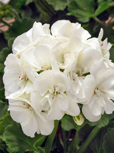 Pflanzen - Pelargonie Sunrise Paloma: (Bildbeschreibung ist in Arbeit)