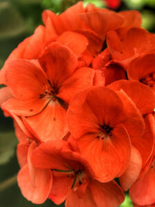Pelargonie Sylvia: (Bildbeschreibung ist in Arbeit)