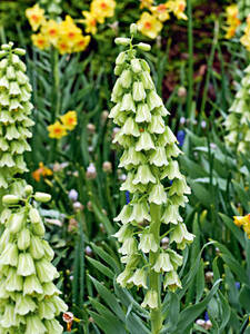 Persische Kaiserkrone Ivory Bells: (Bildbeschreibung ist in Arbeit)