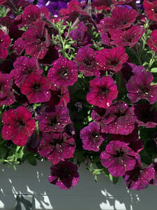 Dekoratives Vorschaubild des Artikels "Petunia AlpeTunia� Burgundy Sky" (Bildbeschreibung ist in Arbeit)