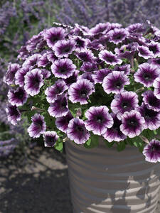 Dekoratives Vorschaubild des Artikels "Petunia Famous� Violet Dark Eye�23" (Bildbeschreibung ist in Arbeit)