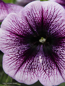Petunia Fortado Purple Vein: (Bildbeschreibung ist in Arbeit)
