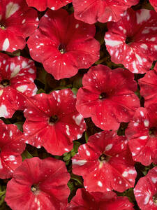 Petunie Dot Star Red, F1: (Bildbeschreibung ist in Arbeit)