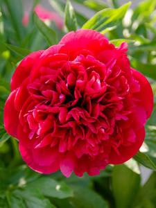 Dekoratives Vorschaubild des Artikels "Pfingstrose Kansas" (Bildbeschreibung ist in Arbeit)