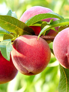 Obstbaum - Pfirsich Ellora