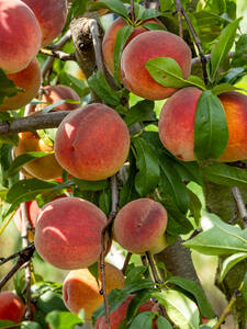 Obstbaum - Pfirsich Majorita: (Bildbeschreibung ist in Arbeit)