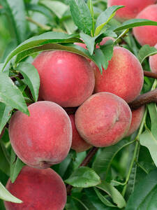 Obstbaum - Pfirsich Red Haven